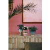 Retro flower pot rosefield